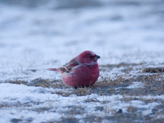 Carpodacus roseus