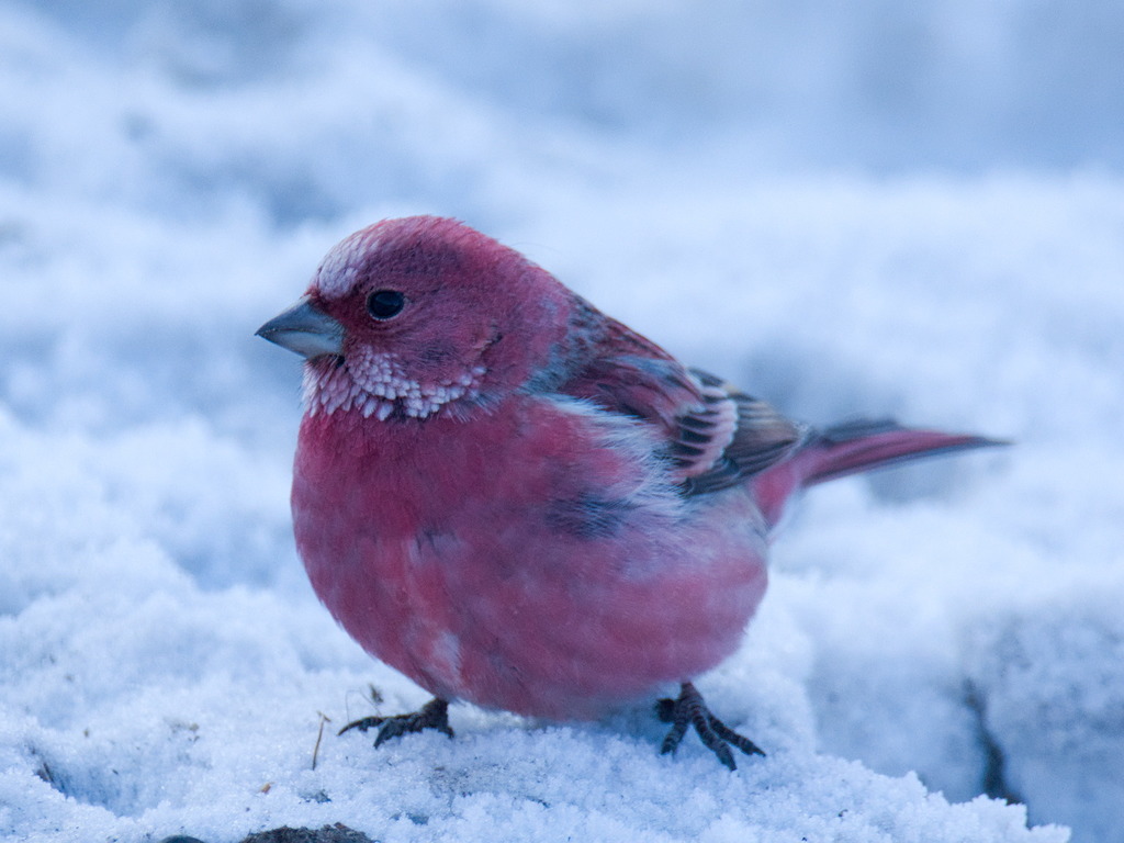 Pallas's Rosefinch