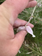 Clematis villosa
