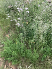 Clematis villosa