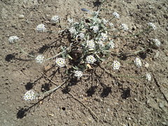 Lobularia maritima