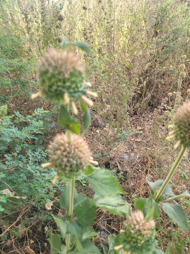 lion's ear