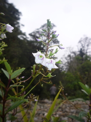 Veronica catarractae