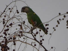 Poicephalus senegalus