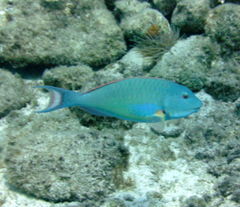 Sparisoma chrysopterum