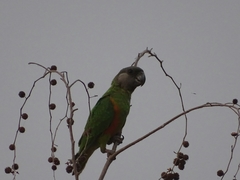 Poicephalus senegalus