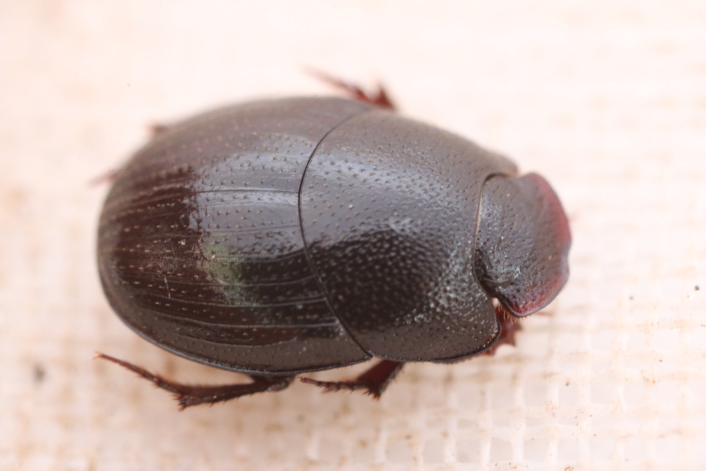 Caccobiomorphus megaponerae