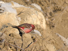 Carpodacus roseus
