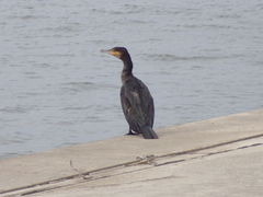 Phalacrocorax carbo hanedae