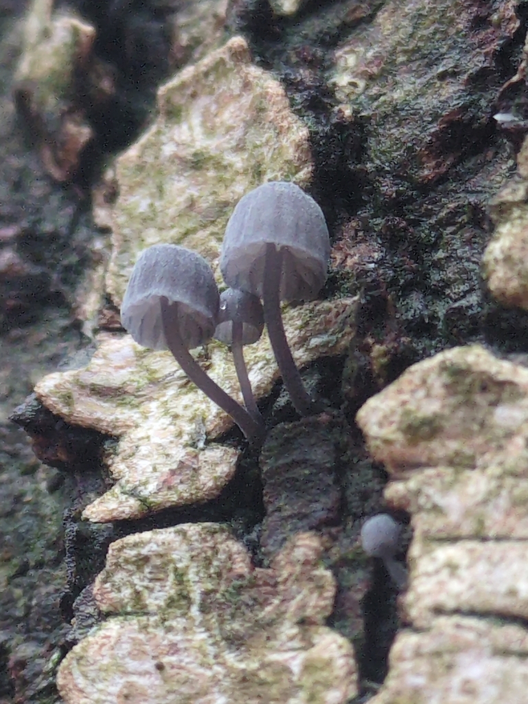Mycena pseudocorticola · November 2025 · photo: © vincent_b (iNaturalist, cc-by)