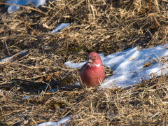Carpodacus roseus