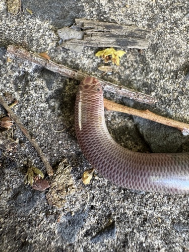 Blackish Blind Snake sighting