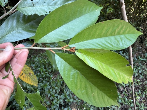 Alphitonia whitei, 2025-11-26