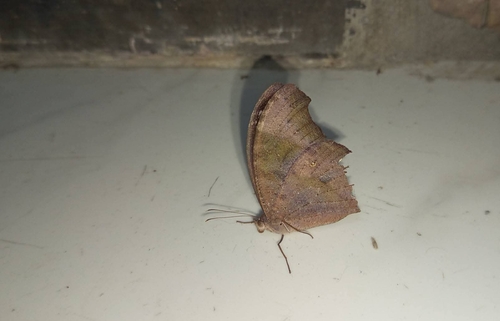 Common Evening Brown