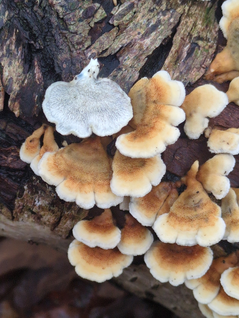 Plicatura crispa · November 2025 · photo: © vincent_b (iNaturalist, cc-by)