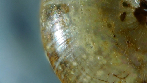 Tawny Glass-snail