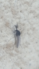 Chironomidae