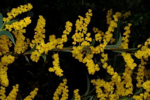 Spurwing Wattle (Acacia triptera)