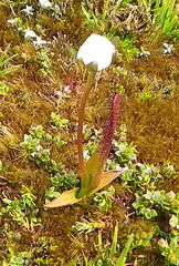 Drosera murfetii