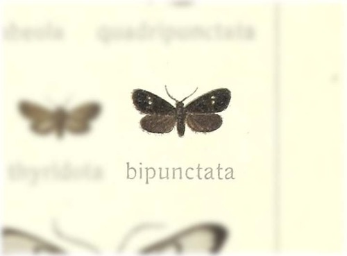 Dendrocera