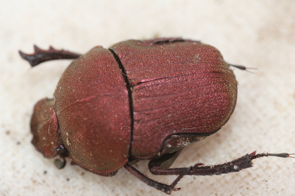 Gymnopleurus aenus