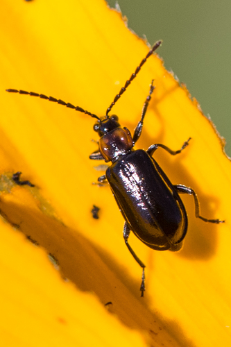 Black Diabrotica photo 3