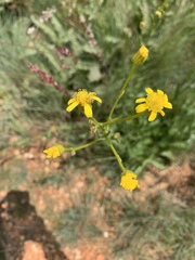 Senecio inornatus