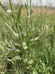 Senecio inornatus