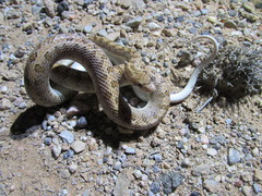 Arizona elegans eburnata