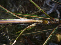 Pseudopanax linearis
