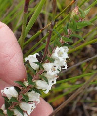Epacris impressa