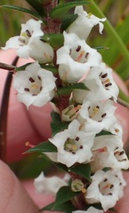 Epacris impressa