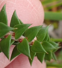 Epacris impressa
