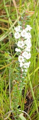 Epacris impressa