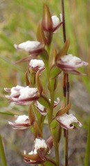 Prasophyllum brevilabre