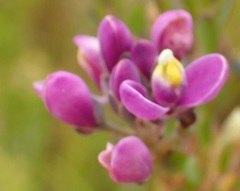 Comesperma retusum