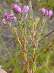 Comesperma retusum