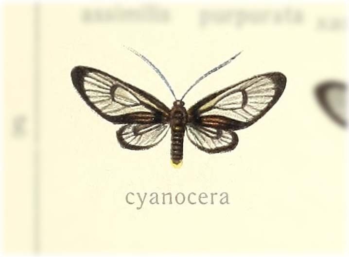 Zama cyanocera