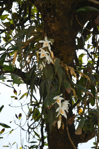 Coelogyne cristata, photograph 2