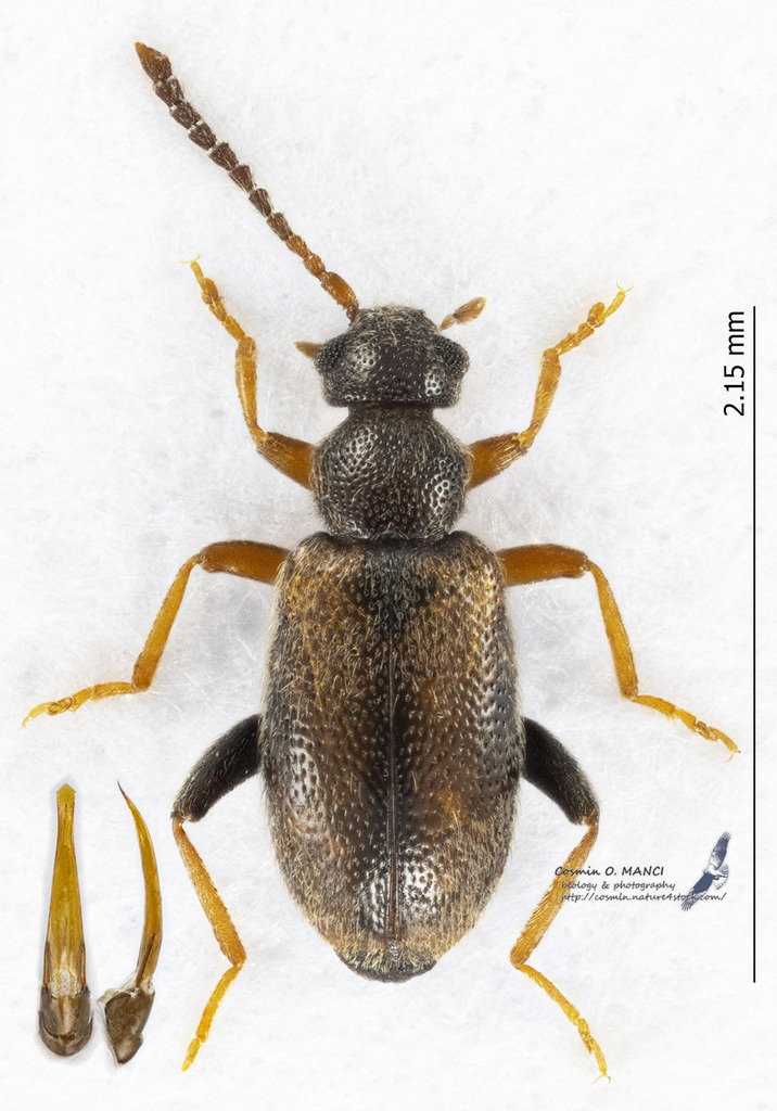 Cobososia symphoniacus