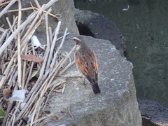 Turdus eunomus
