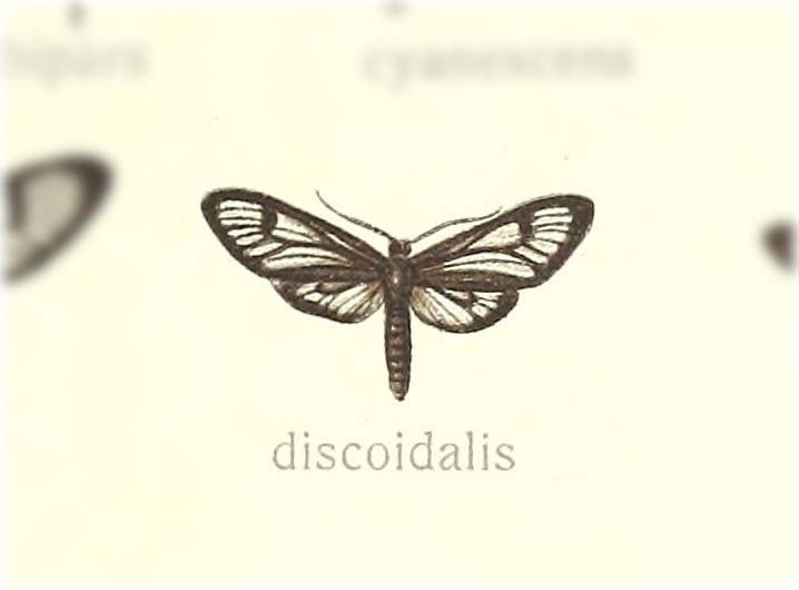 Phacusa discoidalis
