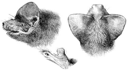East Coast Free-Tailed Bat