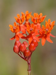 Asclepias lanceolata