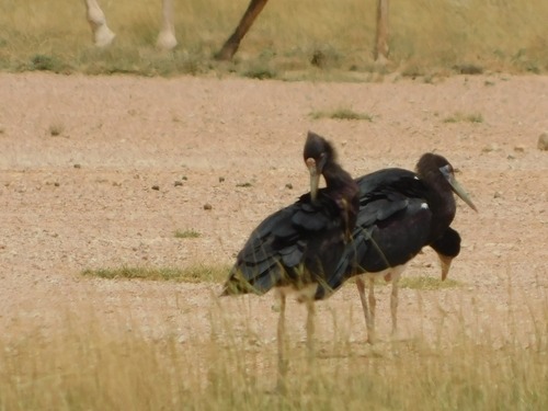 Abdim's Stork