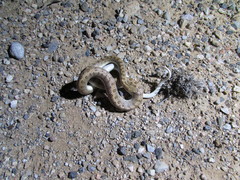Arizona elegans eburnata