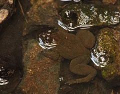 Occidozyga laevis