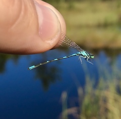 Coenagrion johanssoni