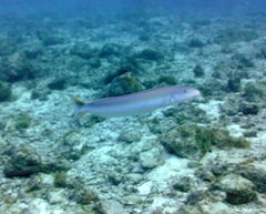 Malacanthus plumieri