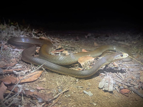 Coastal Taipan sighting